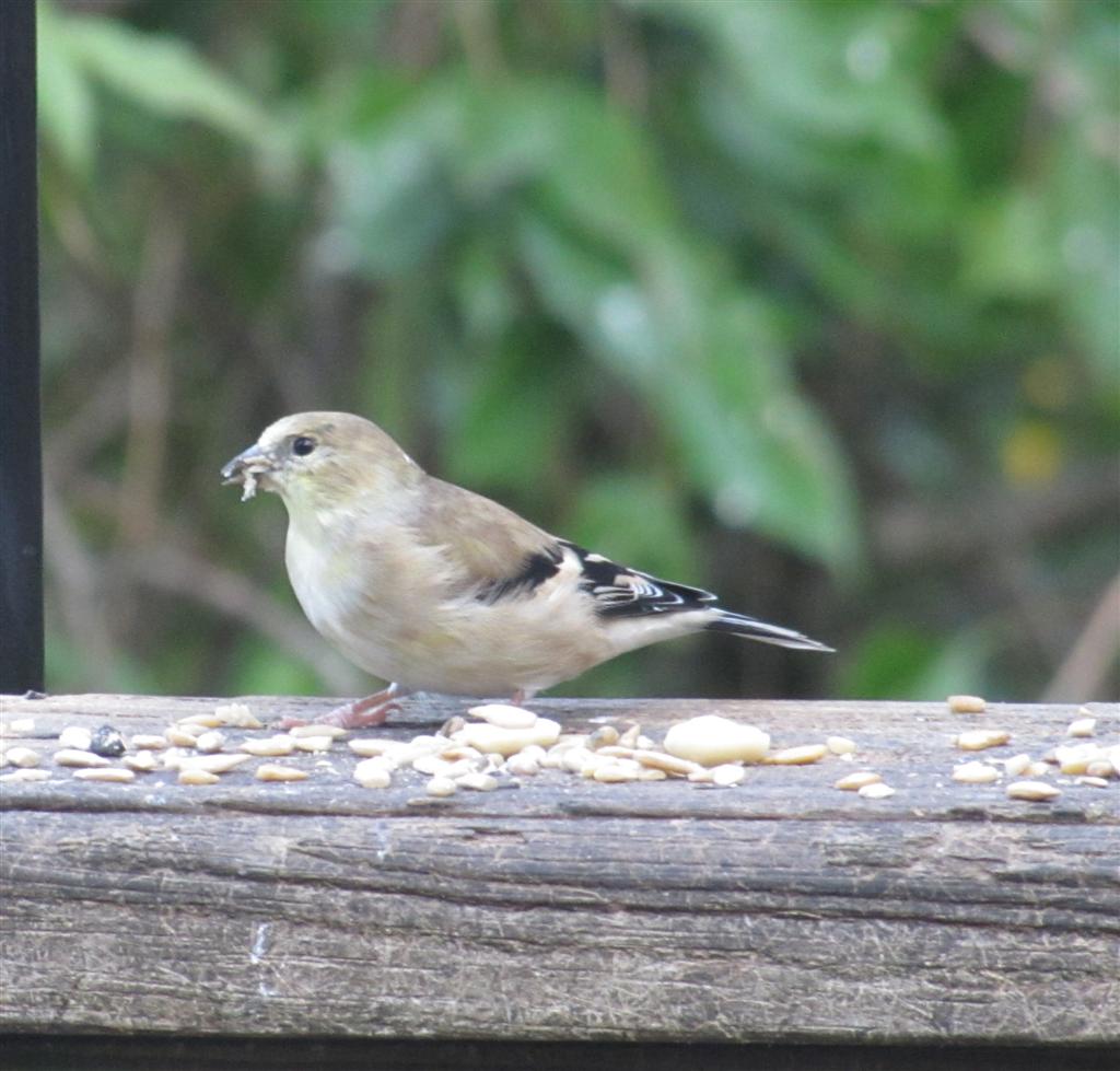 viewing nature with eileen backyard birds viewing nature with eileen backyard birds