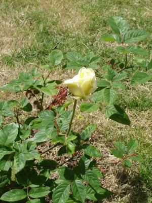 Desarraigos Provocados: El patio de mi casa...