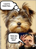 Se virem este cão, ajudem-no!