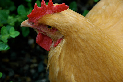 Happy, Angry Chicken