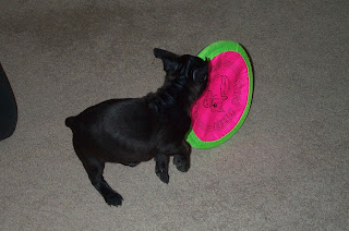 Killer Frisbee