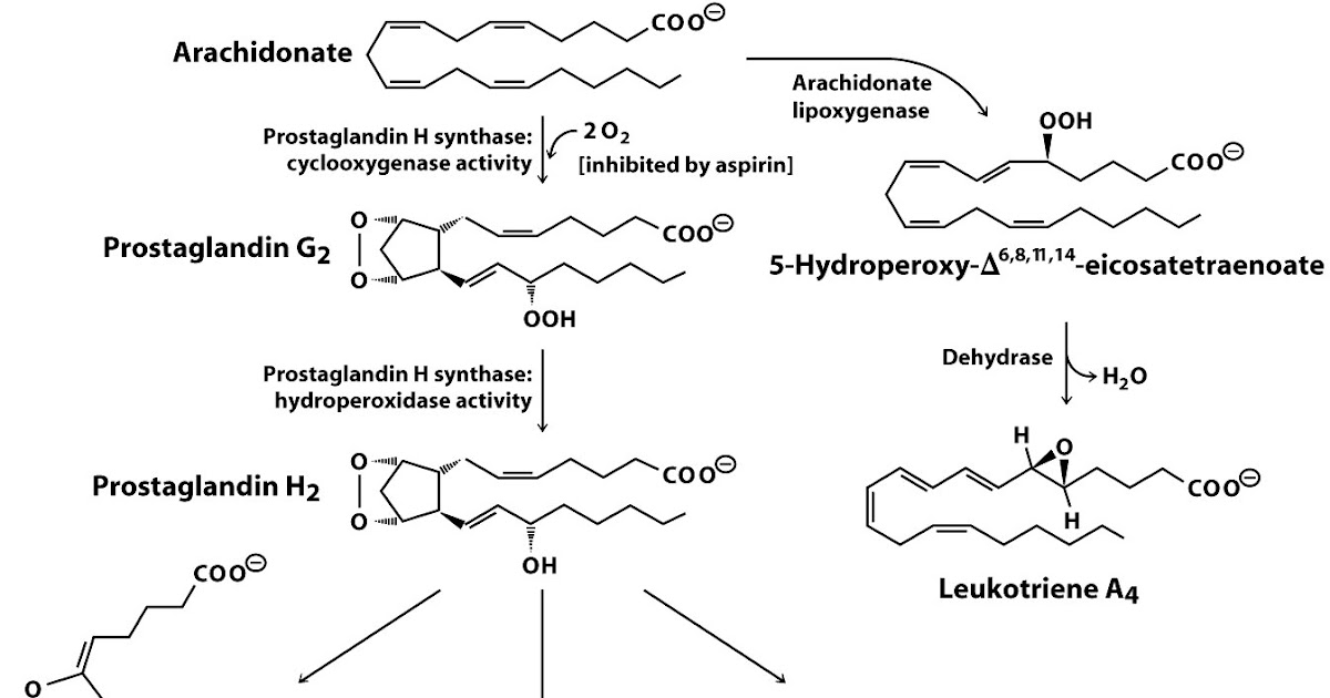 Sandwalk Prostaglandin Synthesis