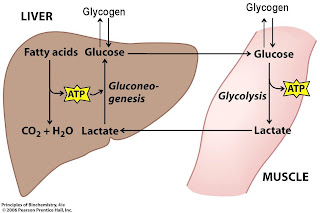 Glycogen Storage Disease Treatment