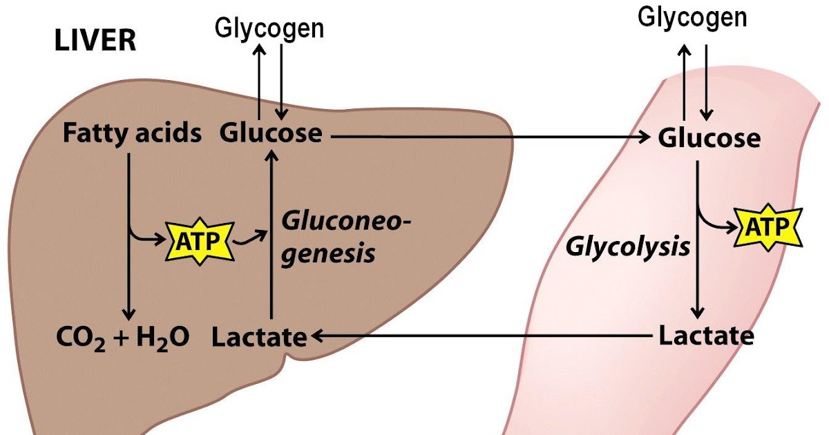 Sandwalk Glycogen Storage Diseases