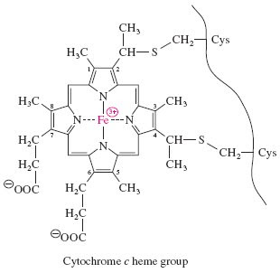 cytochrome c