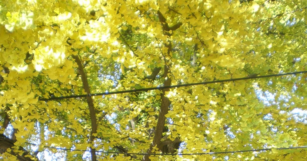 Sandwalk Ginkgo biloba