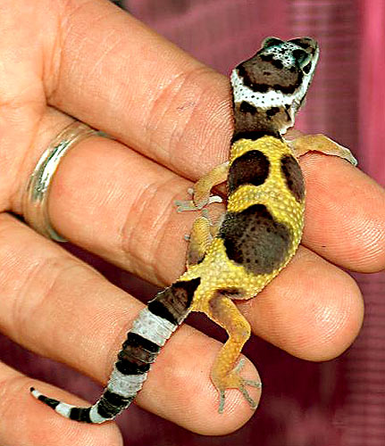 baby-leopard-gecko_sean-odell.jpg
