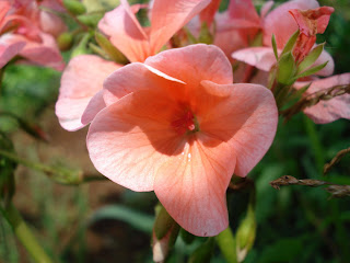 http nedimcelik blogspot com 2010 02 blog post 9080 html