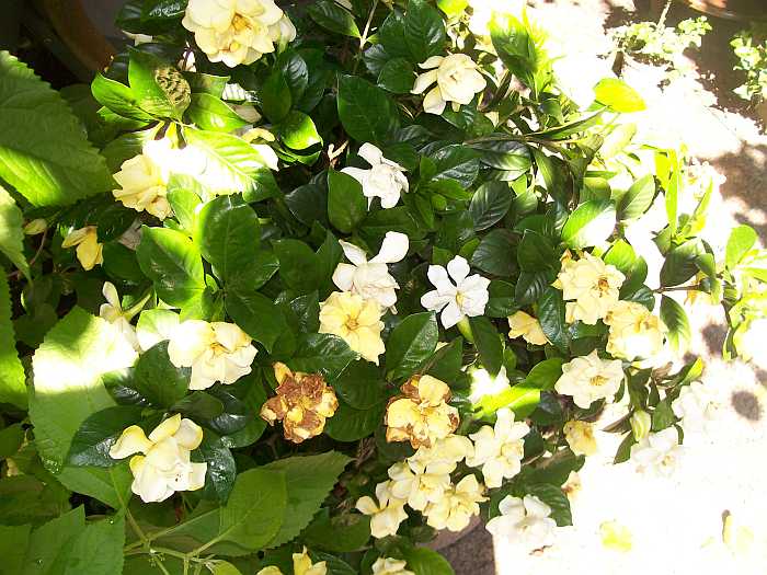 Why are my gardenia flowers turning yellow