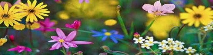 Viva como as flores!