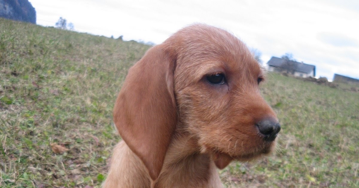Aktuelle Neuigkeiten FRANZÖSISCHER LAUFHUND WELPE