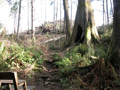 Astoria's Urban Forest and the Cathedral Tree Trail