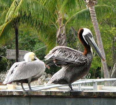 Pelicans at Miami Seaquarium