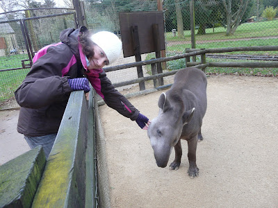 Sarah Cooper with lowland tapir at Cotswold Wildlife Park, 2008