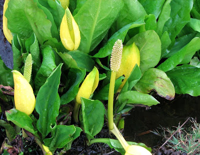 Western Skunk Cabbage in Warrenton, Oregon
