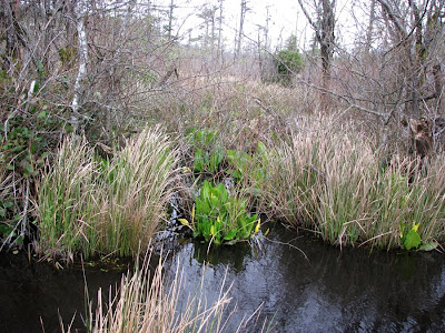 Western Skunk Cabbage in Warrenton, Oregon