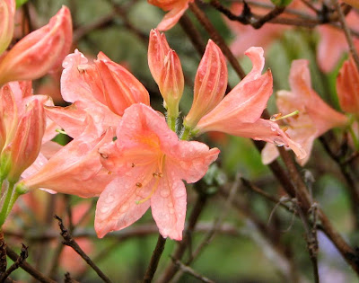 Azaleas in the Rain, Astoria, Oregon