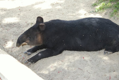 Mountain tapir at the Los Angeles Zoo, by Annemarie Hasnain