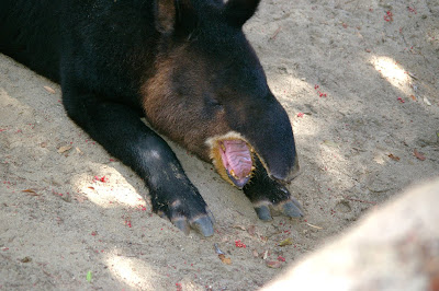 Mountain tapir at the Los Angeles Zoo, by Annemarie Hasnain