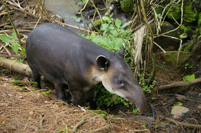 Baird's Tapir at La Marina Rescue Center, Costa Rica