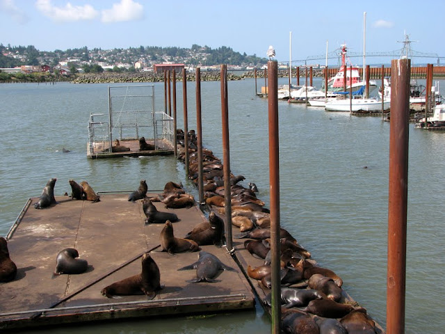 Sea Lions on the Dock, Astoria, Oregon