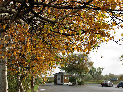 Autumn Leaves and Coffee Kiosk, Warrenton, Oregon