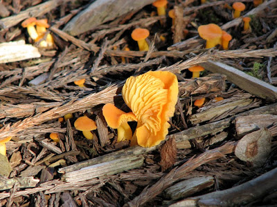Orange mushrooms in Astoria, Oregon, June 2010