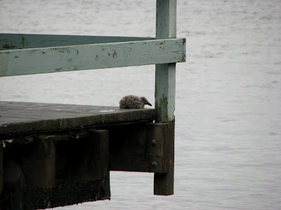 Baby Seagull