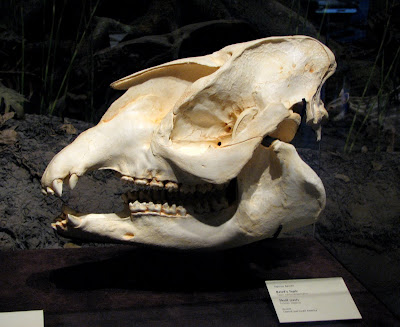 Baird's tapir skull cast, San Diego Museum of Natural History