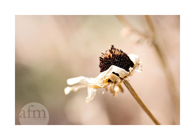 [IMG_4716+weed1+ed+copy.jpg]