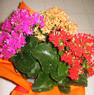 Kalanchoe