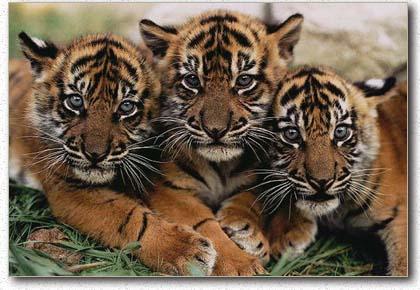 Harimau atau macan tergolong dalam kerajaan hewan dalam