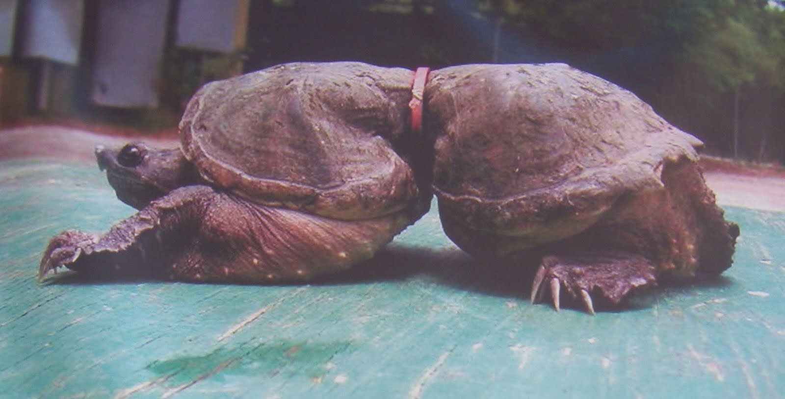 Turtle Deformed Plastic