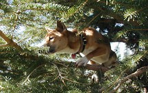 Dog In Tree