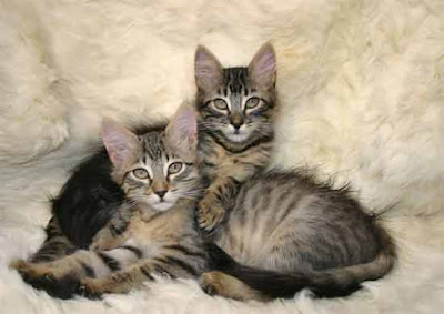 Tabby Colored Cats