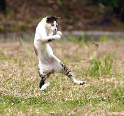 Kung Foo Cat