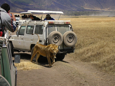 Imagini safari: leu in Ngorongoro Imagini Tanzania: leu in Ngorongoro