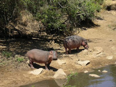 Imagini safari Tanzania: hipopotami in Serengeti Safari Serengeti: hipopotami la marginea apei
