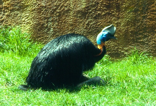 http://4.bp.blogspot.com/_DeVkd7Dag10/TFAlSQyaC_I/AAAAAAAADN0/TH9dujqaokQ/Cassowaries_thumb.jpg?imgmax=800