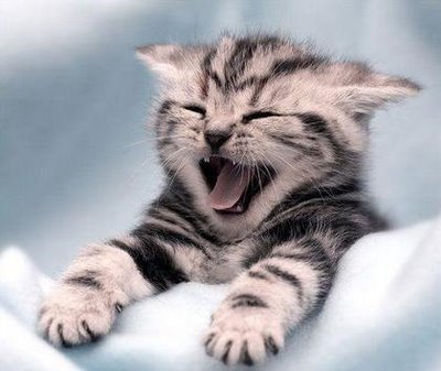 Funny Cats 4 pictures of funny cats. Funny Cats 4