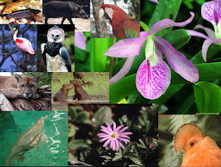 BLOQUE I FENOMENOS Y HECHO VENEZUELA Flora+Y+Fauna