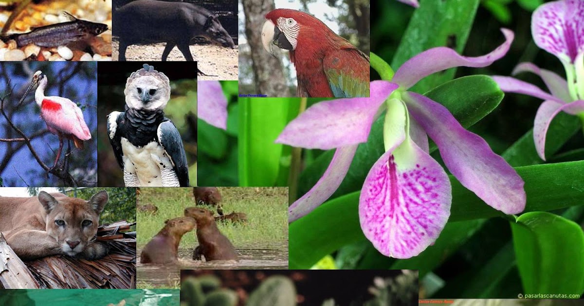 Mi Venezuela Querida Flora y Fauna Venezolana