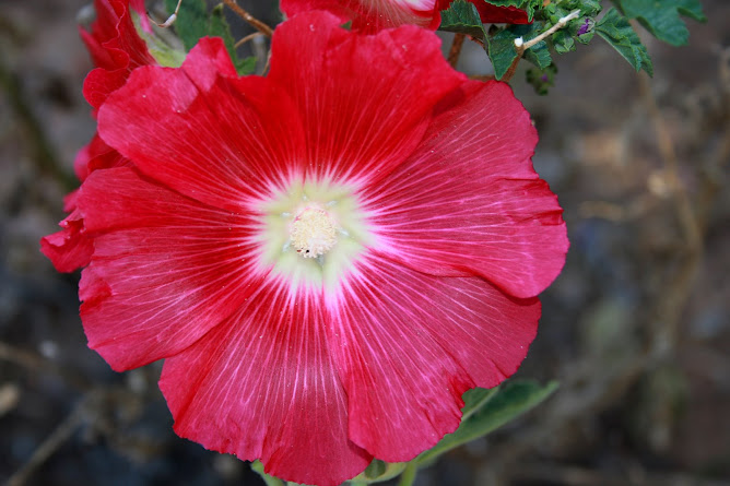 Flor Roja Silvestre