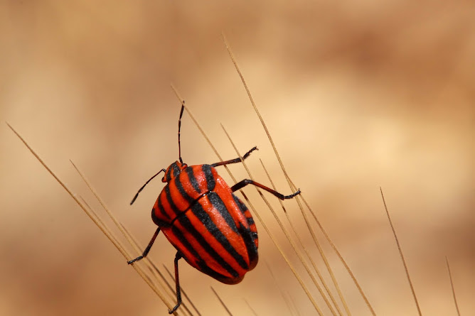 Escarabajo rojo y negro