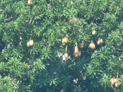 buah binjai