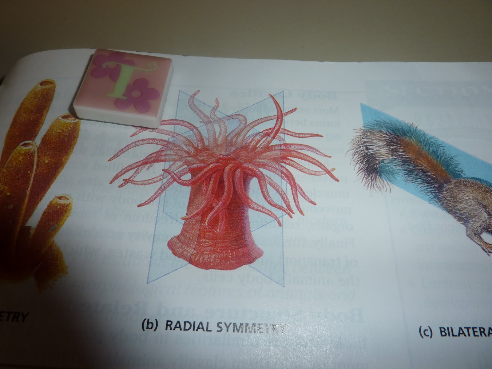 Biology Final 2010 65 Animal with radial symmetry