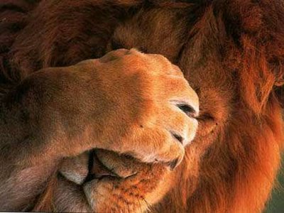 lion_facepalm.jpg