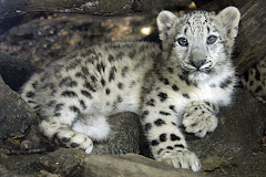 Snow Beauty