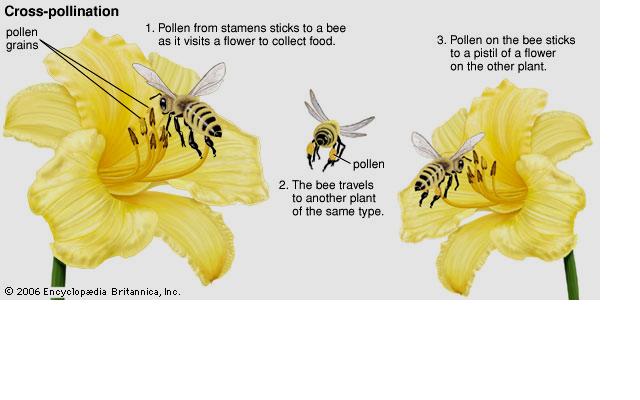 Pollination