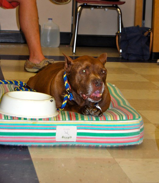 Sarge, certified therapy dog previously used as a bait dog